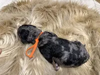 Blueberry , a male Poodle - Multi-Colored Standard for sale in Charlotte, NC – Photo 3 of 5