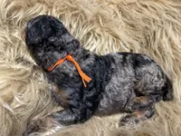 Blueberry Blue Merle Phantom Poodle, a male Poodle - Multi-Colored Standard for sale in Charlotte, NC – Photo 9 of 9