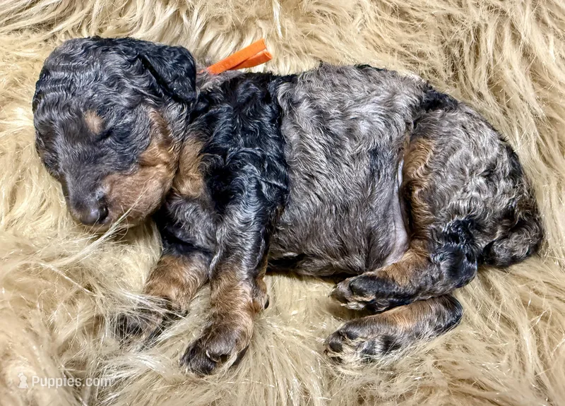 Blueberry Blue Merle Phantom Poodle – Poodle - Multi-Colored Standard puppy for sale in Charlotte, NC