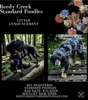 Blueberry , a male Poodle - Multi-Colored Standard for sale in Charlotte, NC – Photo 5 of 5