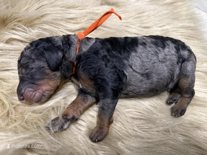 Blueberry  – Poodle - Multi-Colored Standard puppy for sale in Charlotte, NC