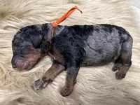 Blueberry , a male Poodle - Multi-Colored Standard for sale in Charlotte, NC – Photo 1 of 5