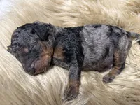 Blueberry Blue Merle Phantom Poodle, a male Poodle - Multi-Colored Standard for sale in Charlotte, NC – Photo 7 of 9