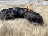 Blueberry , a male Poodle - Multi-Colored Standard for sale in Charlotte, NC – Photo 4 of 5