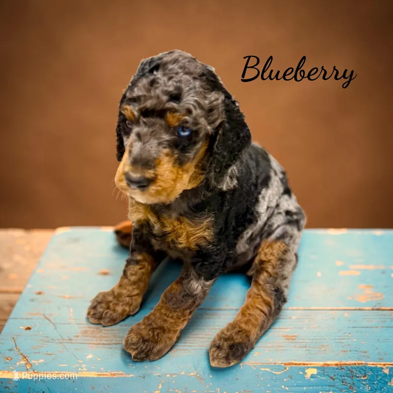 Blueberry Blue Merle Phantom Poodle – Poodle - Multi-Colored Standard puppy for sale in Charlotte, NC