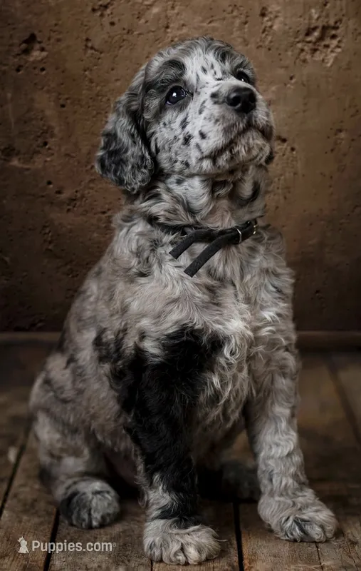Dixie Moyen Poodle ( Small Standard) Blue Merle – Poodle - Standard  puppy for sale in Charlotte, NC