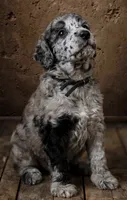 Dixie Moyen Poodle ( Small Standard) Blue Merle, a female Poodle - Standard  for sale in Charlotte, NC – 1 of 1