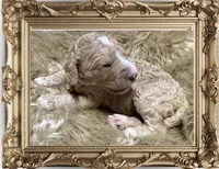 Strawberry , a female Poodle - Standard  for sale in Charlotte, NC – Photo 2 of 4