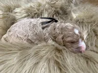 Strawberry , a female Poodle - Standard  for sale in Charlotte, NC – Photo 3 of 4