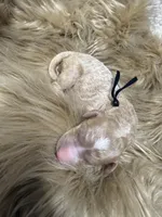 Strawberry , a female Poodle - Standard  for sale in Charlotte, NC – Photo 2 of 3