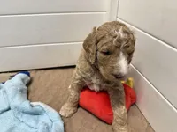 Strawberry , a female Poodle - Standard  for sale in Charlotte, NC – 3 of 3
