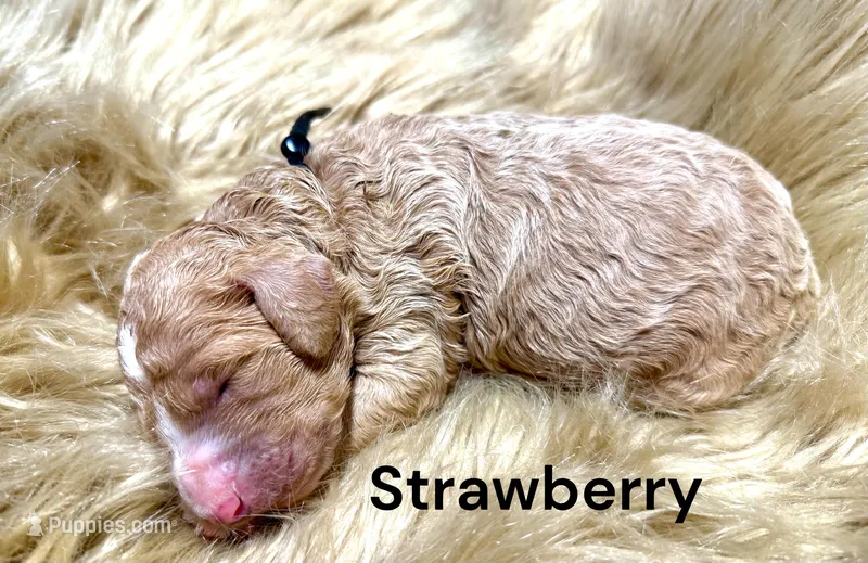 Strawberry  – Poodle - Standard  puppy for sale in Charlotte, NC