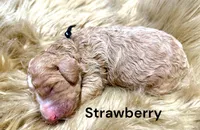 Strawberry , a female Poodle - Standard  for sale in Charlotte, NC – Photo 1 of 4