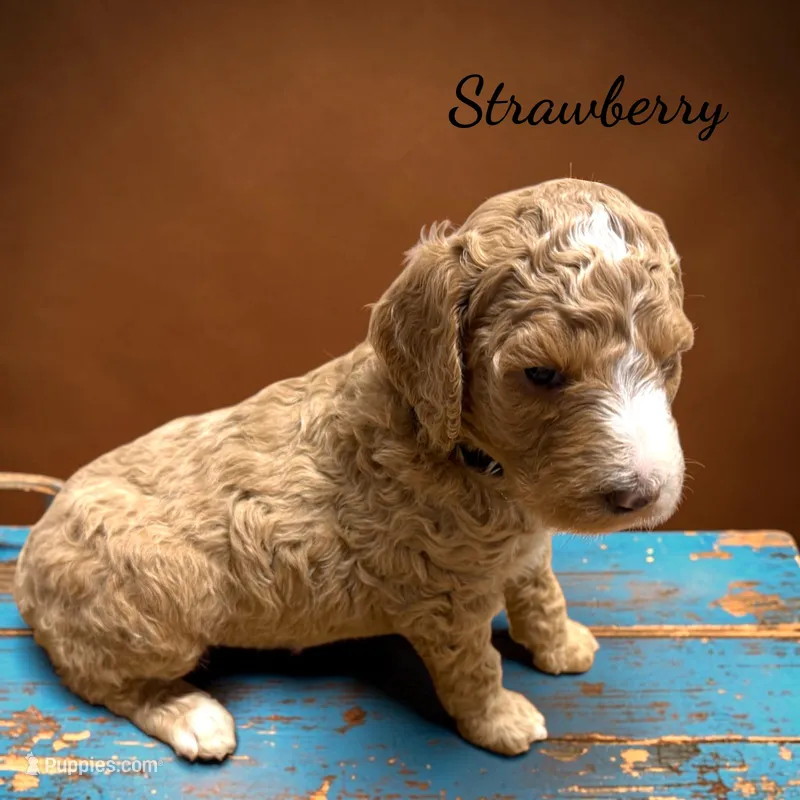 Strawberry  – Poodle - Standard  puppy for sale in Charlotte, NC