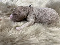 Strawberry , a female Poodle - Standard  for sale in Charlotte, NC – Photo 4 of 4