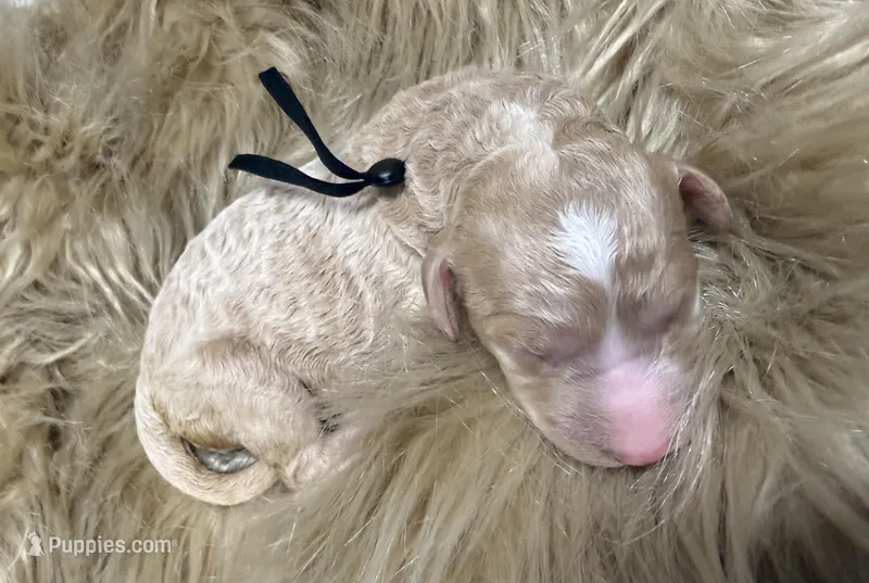 Strawberry  – Poodle - Standard  puppy for sale in Charlotte, NC