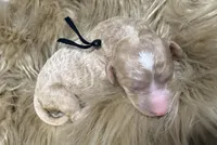 Strawberry , a female Poodle - Standard  for sale in Charlotte, NC – Photo 1 of 3