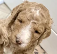 Strawberry , a female Poodle - Standard  for sale in Charlotte, NC – 2 of 3