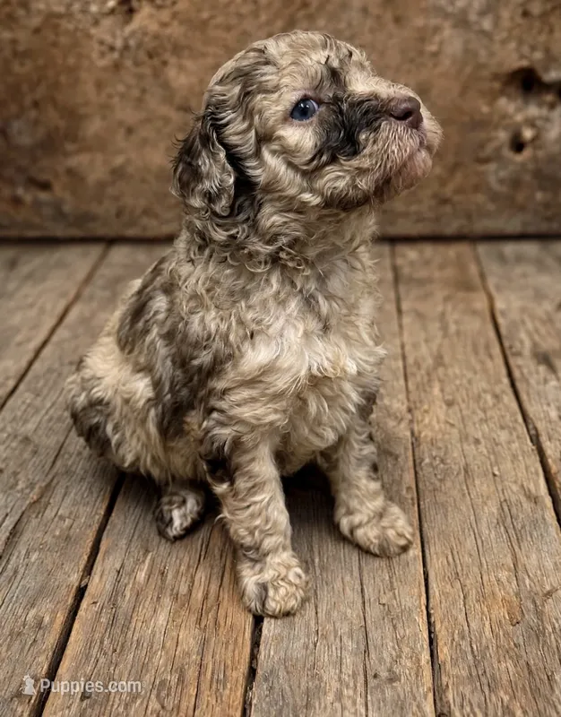 Bambi Merle Moyen (Small Standard) Female – Poodle - Standard  puppy for sale in Charlotte, NC