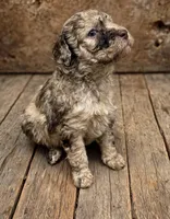 Bambi Merle Moyen (Small Standard) Female, a female Poodle - Standard  for sale in Charlotte, NC – 1 of 1