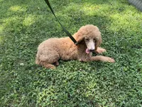 Pokeberry AKC Male Standard Poodle, a male Poodle - Standard  for sale in Charlotte, NC – 6 of 9