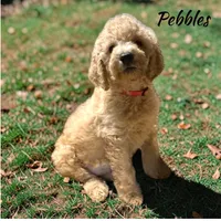 Pebbles Female Moyen Poodle Puppy, a female Poodle - Standard  for sale in Charlotte, NC – 1 of 1