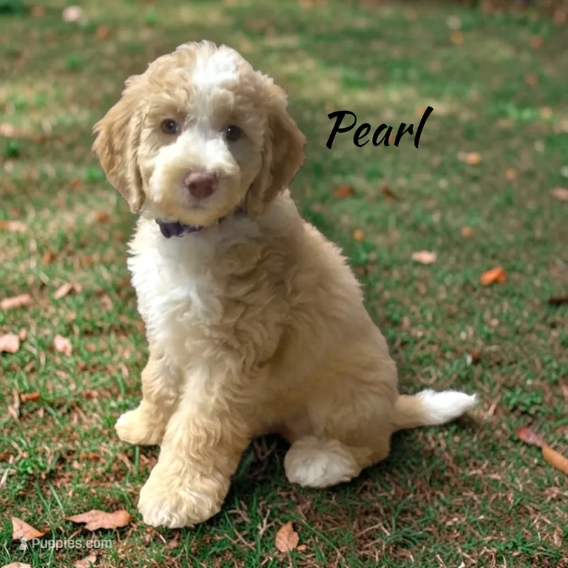 Pearl Female Moyen Poodle Puppy – Poodle - Standard  puppy for sale in Charlotte, NC