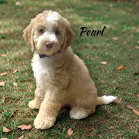 Pearl Female Moyen Poodle Puppy, a female Poodle - Standard  for sale in Charlotte, NC – 1 of 1