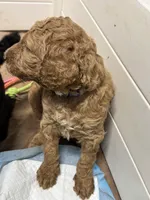 Pokeberry AKC Male Standard Poodle, a male Poodle - Standard  for sale in Charlotte, NC – 3 of 4