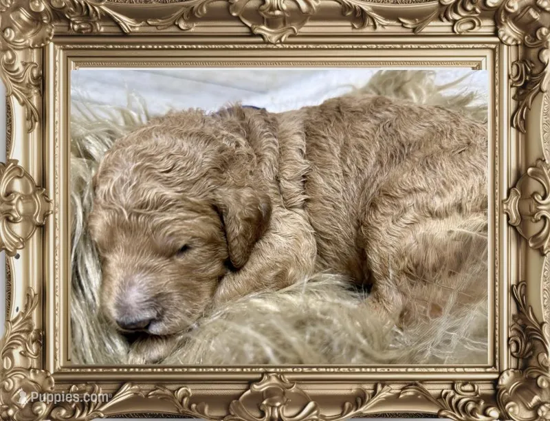 Pokeberry AKC Male Standard Poodle – Poodle - Standard  puppy for sale in Charlotte, NC