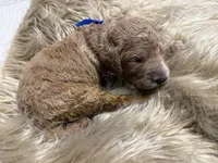 Pokeberry AKC Male Standard Poodle, a male Poodle - Standard  for sale in Charlotte, NC – Photo 3 of 3