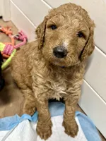 Pokeberry AKC Male Standard Poodle, a male Poodle - Standard  for sale in Charlotte, NC – 4 of 4