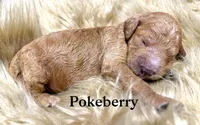Pokeberry AKC Male Standard Poodle, a male Poodle - Standard  for sale in Charlotte, NC – Photo 2 of 3