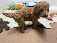 Pokeberry AKC Male Standard Poodle, a male Poodle - Standard  for sale in Charlotte, NC – 2 of 4