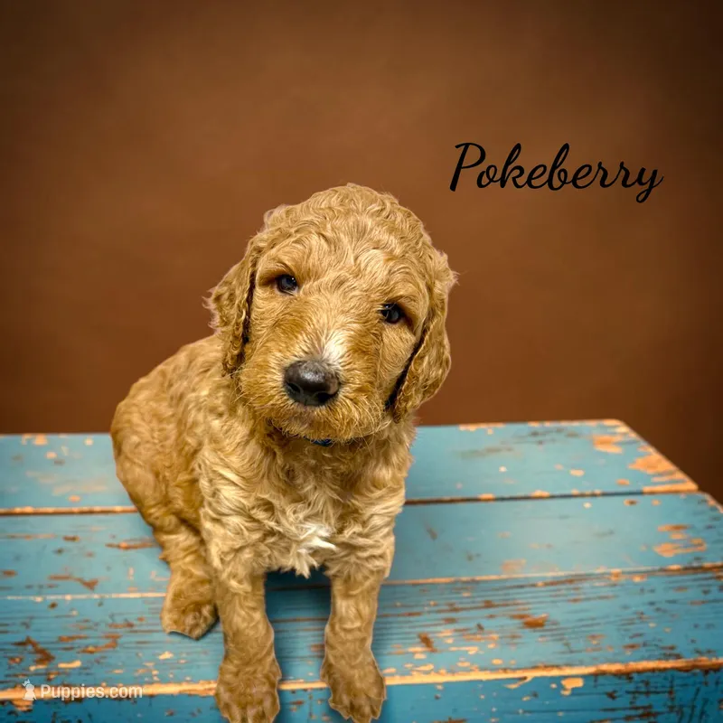 Pokeberry AKC Male Standard Poodle – Poodle - Standard  puppy for sale in Charlotte, NC