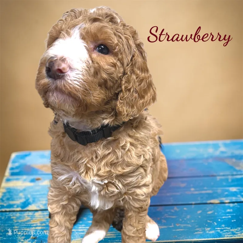 Strawberry  – Poodle - Standard  puppy for sale in Charlotte, NC
