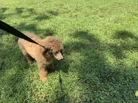 Pokeberry AKC Male Standard Poodle, a male Poodle - Standard  for sale in Charlotte, NC – 8 of 9