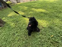 Blackberry Male Standard Poodle, a male Poodle - Standard  for sale in Charlotte, NC – 10 of 10