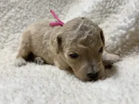 Pearl, a female Poodle - Standard  for sale in Charlotte, NC – 2 of 3