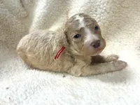 Stone AKC Moyen Poodle, a male Poodle - Standard  for sale in Charlotte, NC – 2 of 2