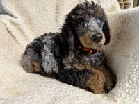 Blueberry Blue Merle Phantom Poodle, a male Poodle - Standard  for sale in Charlotte, NC – 2 of 3