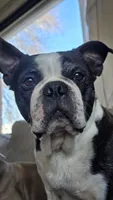 Hogan, a male Boston Terrier for sale in Connell, WA – 2 of 7