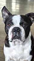 Hogan, a male Boston Terrier for sale in Connell, WA – 7 of 7