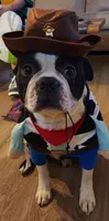 Hogan, a male Boston Terrier for sale in Connell, WA – 4 of 7