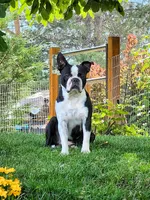 Hogan, a male Boston Terrier for sale in Connell, WA – 1 of 7
