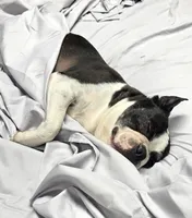 Hogan, a male Boston Terrier for sale in Connell, WA – 3 of 7