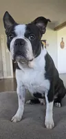 Hogan, a male Boston Terrier for sale in Connell, WA – 6 of 7