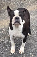 Hogan, a male Boston Terrier for sale in Connell, WA – 5 of 7