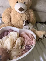 Kylie , a female Cockapoo for sale in Miami, FL – 7 of 10