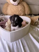Kim, a female Cockapoo for sale in Miami, FL – 3 of 10